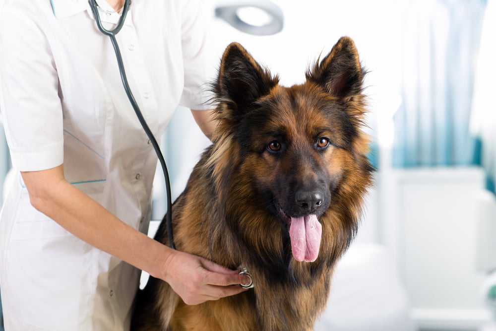 Veterinarian in Arlington, TX Veterinarian in Arlington, TX
