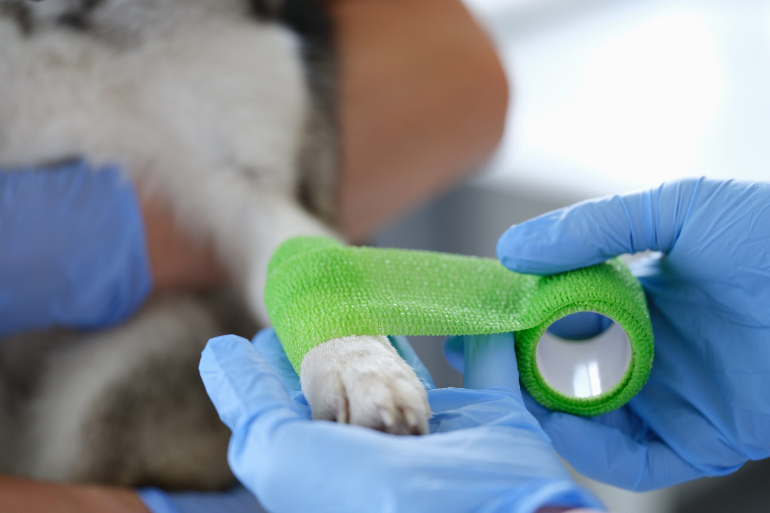 Recognizing Pet Emergencies: Signs and Symptoms - When to Seek ...