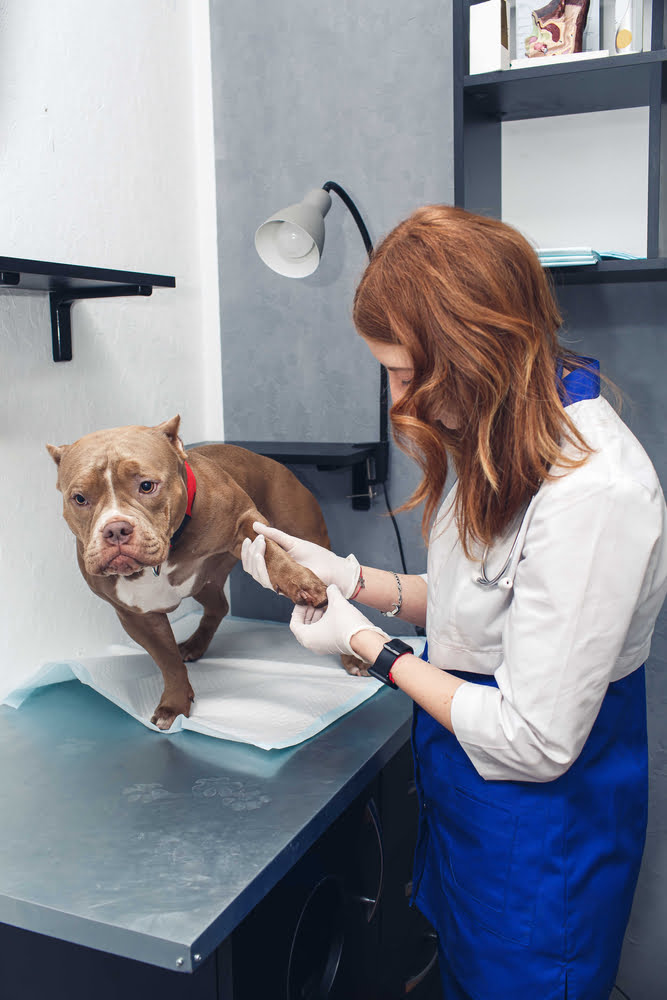 Veterinarian in Arlington, TX Veterinarian in Arlington, TX